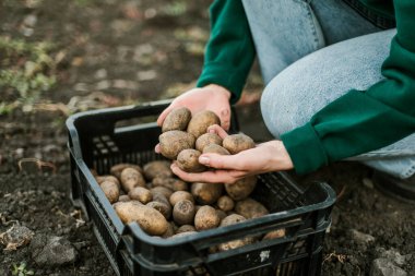 Woman gathering ripe potatoes in the garden. 
