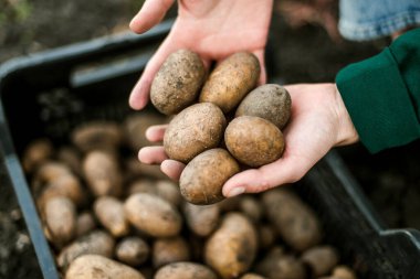 Woman gathering ripe potatoes in the garden. 