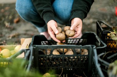 Woman gathering ripe potatoes in the garden. 