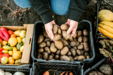 Woman gathering ripe potatoes in the garden. 