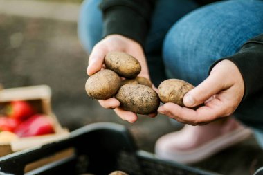 Woman gathering ripe potatoes in the garden. 