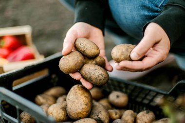 Woman gathering ripe potatoes in the garden. 