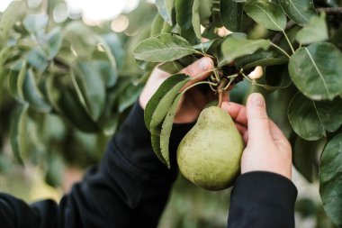 Woman gathering ripe pears in the garden. 