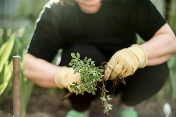 Woman Hands Seedling Growing Planting Veggie Garden Plant Vegetable Green —  Fotos de Stock