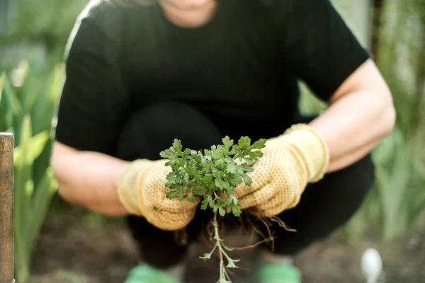 Woman Hands seedling growing. Planting a veggie garden plant vegetable green soil strawberries