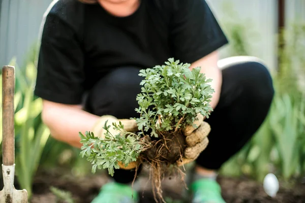 Woman Hands seedling growing. Planting a veggie garden plant vegetable green soil strawberries