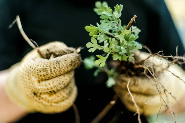 Woman Hands Seedling Growing Planting Veggie Garden Plant Vegetable Green — Stok Foto