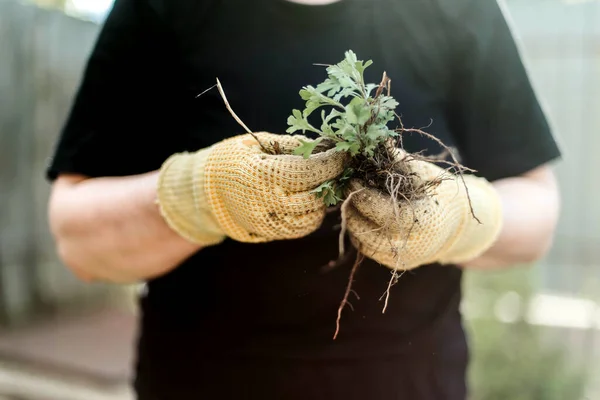 Woman Hands seedling growing. Planting a veggie garden plant vegetable green soil strawberries