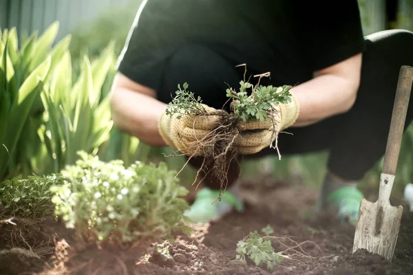 Perempuan Tangan Bibit Tumbuh Menanam Tanaman Sayur Tanah Hijau Stroberi — Stok Foto