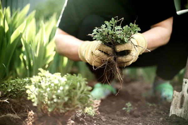 Woman Hands Seedling Growing Planting Veggie Garden Plant Vegetable Green — Stok Foto