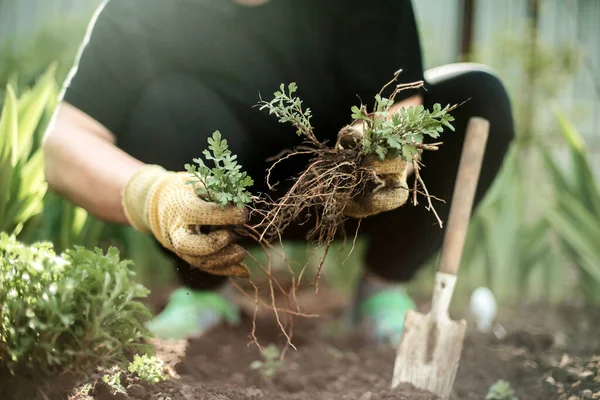 Perempuan Tangan Bibit Tumbuh Menanam Tanaman Sayur Tanah Hijau Stroberi — Stok Foto