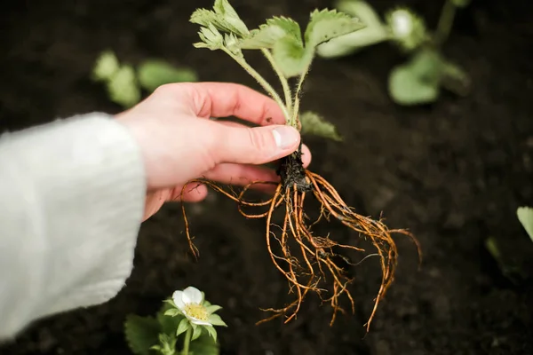 Woman Hands Seedling Growing Planting Veggie Garden Plant Vegetable Green —  Fotos de Stock