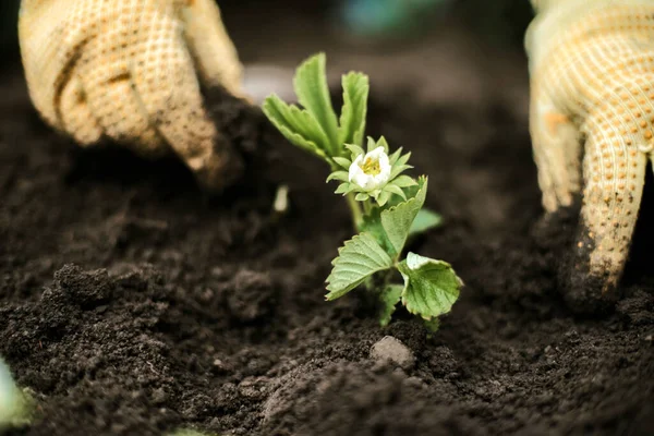 Woman Hands seedling growing. Planting a veggie garden plant vegetable green soil strawberries