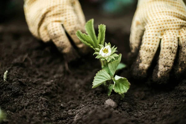 Woman Hands Seedling Growing Planting Veggie Garden Plant Vegetable Green — Stok Foto