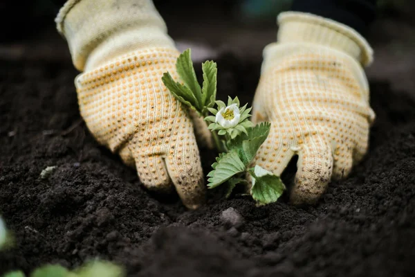 Woman Hands Seedling Growing Planting Veggie Garden Plant Vegetable Green — Stok Foto