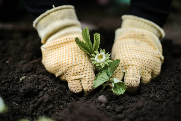 Woman Hands Seedling Growing Planting Veggie Garden Plant Vegetable Green — Φωτογραφία Αρχείου