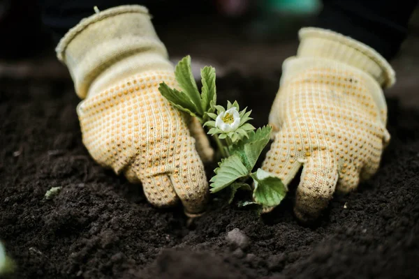 Perempuan Tangan Bibit Tumbuh Menanam Tanaman Sayur Tanah Hijau Stroberi — Stok Foto