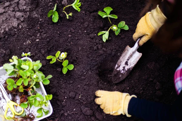 Kadın Eller filizleniyor. Sebze bahçesi ekiyorum sebze, yeşil toprak, çilek.
