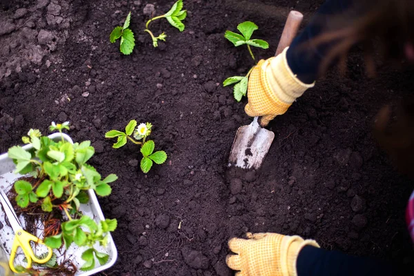Γυναίκα Χέρια Σπορόφυτα Καλλιέργεια Φυτεύοντας Ένα Φυτό Λαχανικό Πράσινο Χώμα — Φωτογραφία Αρχείου