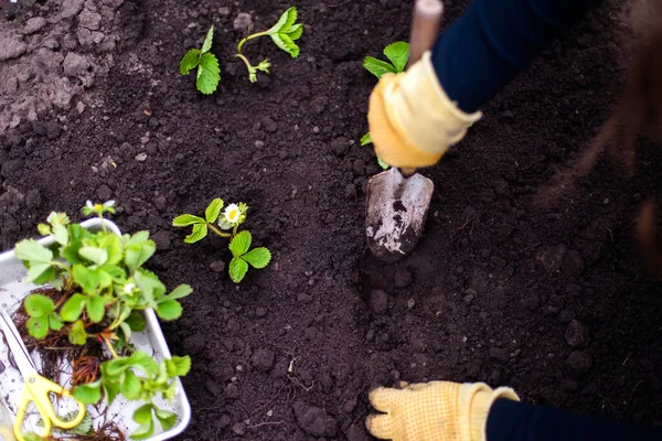 Woman Hands Seedling Growing Planting Veggie Garden Plant Vegetable Green — Stok Foto