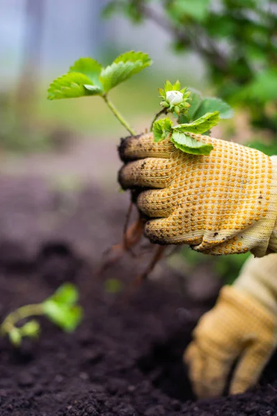 Perempuan Tangan Bibit Tumbuh Menanam Tanaman Sayur Tanah Hijau Stroberi — Stok Foto