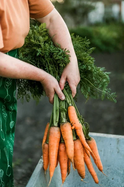 Női Kezek Palánta Növekszik Vegetáriánus Kertészeti Zöldséges Talajszamóca Ültetése — Stock Fotó