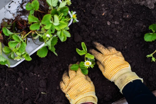 Woman Hands Seedling Growing Planting Veggie Garden Plant Vegetable Green — Stok Foto