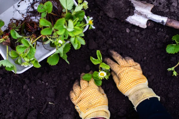 Woman Hands Seedling Growing Planting Veggie Garden Plant Vegetable Green — Stok Foto