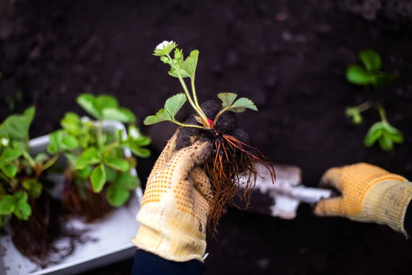 Woman Hands Seedling Growing Planting Veggie Garden Plant Vegetable Green — Stok Foto