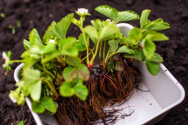 Woman Hands seedling growing. Planting a veggie garden plant vegetable green soil strawberries