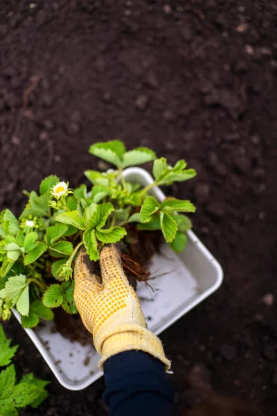 Woman Hands seedling growing. Planting a veggie garden plant vegetable green soil strawberries