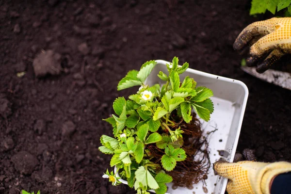 Woman Hands Seedling Growing Planting Veggie Garden Plant Vegetable Green — Stok Foto