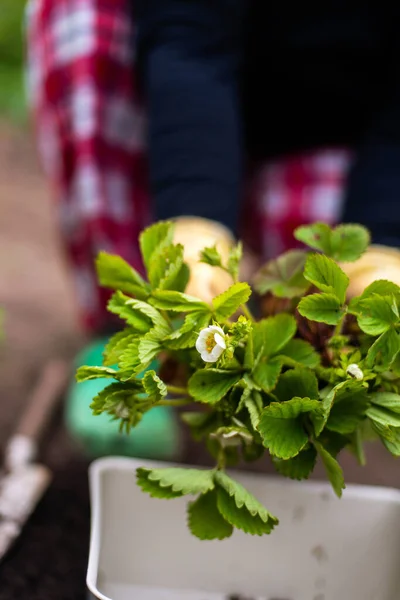 Donna Mani Piantina Semenzaio Crescita Piantare Orto Vegetale Vegetale Verde — Foto Stock