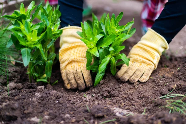 Woman Hands seedling growing. Planting a veggie garden plant vegetable green soil strawberries