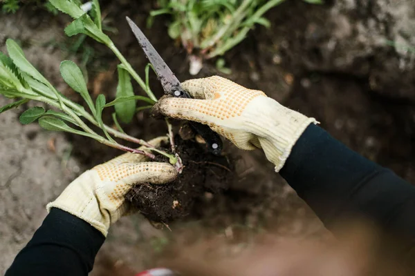 Woman Hands seedling growing. Planting a veggie garden plant vegetable green soil strawberries