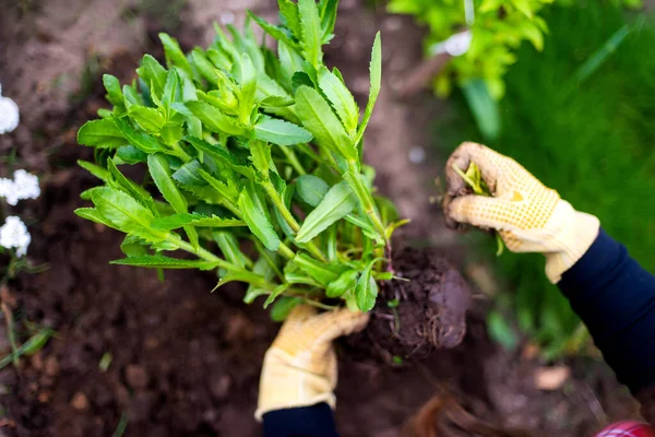 Perempuan Tangan Bibit Tumbuh Menanam Tanaman Sayur Tanah Hijau Stroberi — Stok Foto