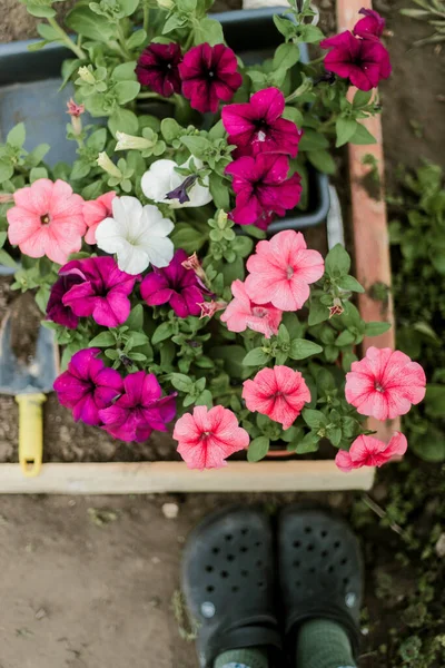 Woman Hands Seedling Growing Planting Veggie Garden Plant Vegetable Green — Stok Foto