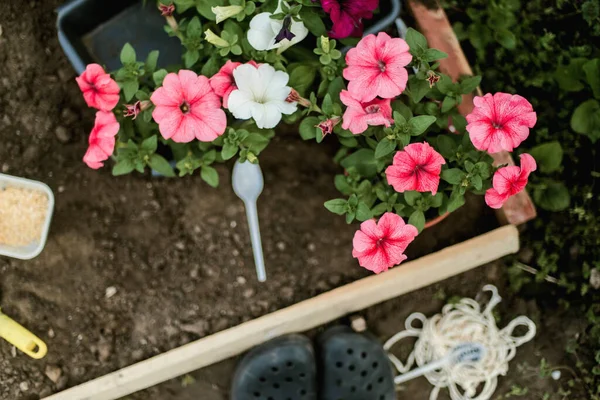 Vrouw Handen Zaailing Groeien Het Planten Van Een Veggie Tuin — Stockfoto