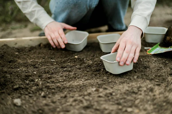 Kadın Eller filizleniyor. Sebze bahçesi ekiyorum sebze, yeşil toprak, çilek. 