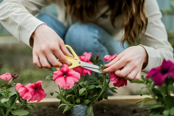 Perempuan Tangan Bibit Tumbuh Menanam Tanaman Sayur Tanah Hijau Stroberi — Stok Foto