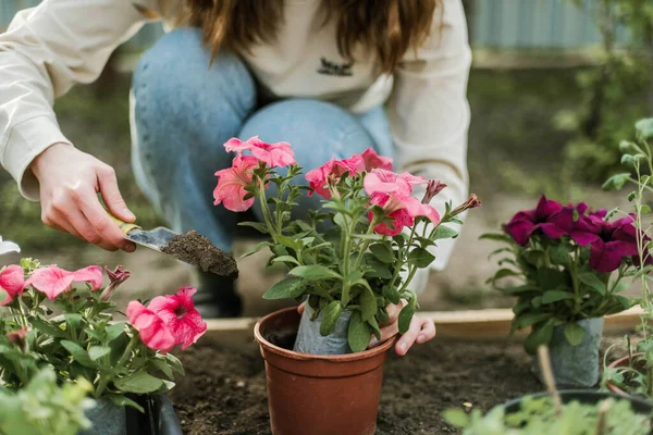 Woman Hands Seedling Growing Planting Veggie Garden Plant Vegetable Green — Φωτογραφία Αρχείου