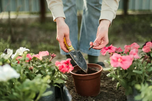 Woman Hands seedling growing. Planting a veggie garden plant vegetable green soil strawberries