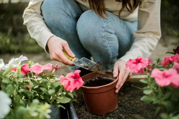 Woman Hands Seedling Growing Planting Veggie Garden Plant Vegetable Green — Φωτογραφία Αρχείου