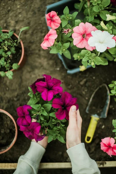 Woman Hands seedling growing. Planting a veggie garden plant vegetable green soil strawberries