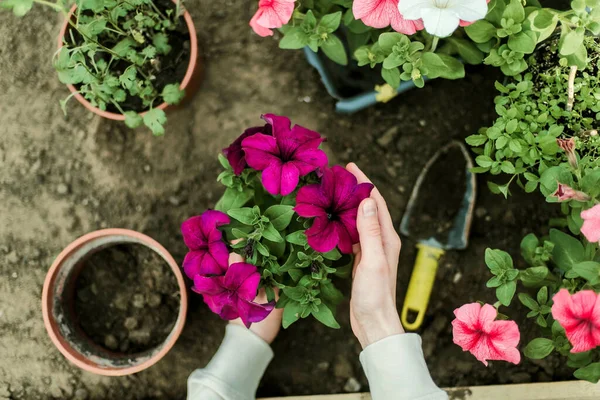 Woman Hands Seedling Growing Planting Veggie Garden Plant Vegetable Green — Stock Photo, Image