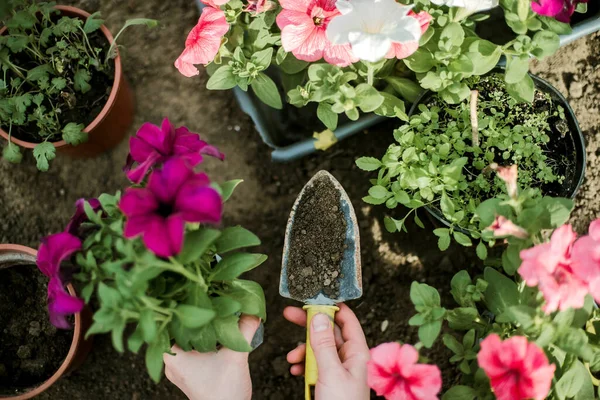 Kadın Eller filizleniyor. Sebze bahçesi ekiyorum sebze, yeşil toprak, çilek. 