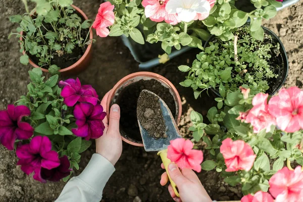 Perempuan Tangan Bibit Tumbuh Menanam Tanaman Sayur Tanah Hijau Stroberi — Stok Foto