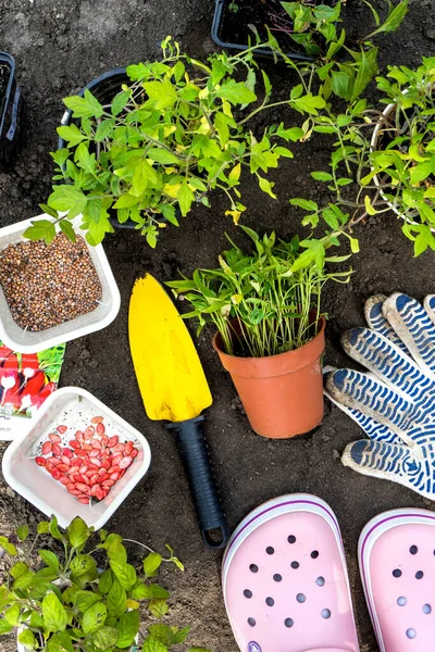 Gardener Sowing Peas Seeds Vegetable Bed Preparing New Garden Season —  Fotos de Stock