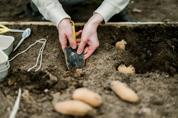 Bahçıvan sebze yatağına bezelye tohumu ekiyor. Yeni bahçe sezonu için hazırlanılıyor. 