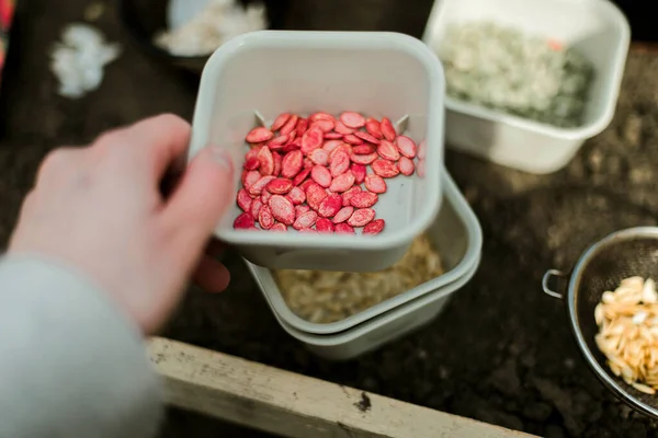 Tukang Kebun Menabur Biji Kacang Polong Tempat Tidur Sayuran Bersiap — Stok Foto